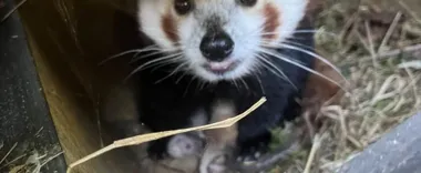 Dwa maluchy i czujna mama. W płockim zoo trwa wyjątkowy czas