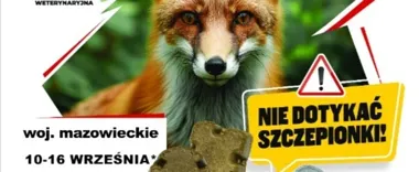 Szczepionka dla lisów pojawi się w terenie. Ważne ostrzeżenie dla Płocka