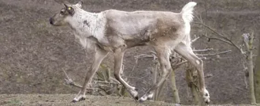 Młody renifer z Szwecji wzbogacił stado w miejskim ogrodzie zoologicznym