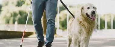 Pies asystujący we wspólnych przestrzeniach – gdzie może wejść i jak się zachować