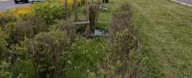 Kto zrywa worki przy drzewach. Młode nasadzenia tracą ochronę