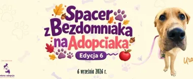Psy ze schroniska wyjdą z boksów. W Płocku odbędzie się spacer adopcyjny
