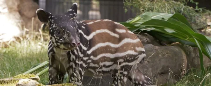 Gupiki i mały tapir w centrum uwagi. Tak zakończą się wakacje w płockim zoo